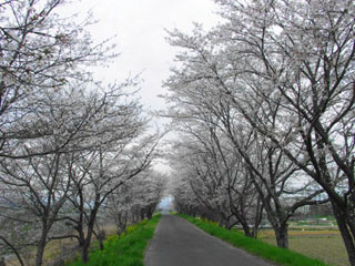 米川の桜並木