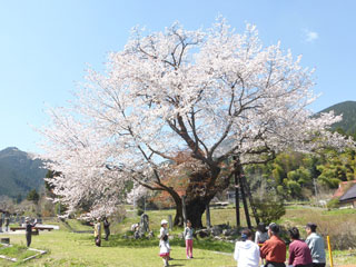 尾所の桜